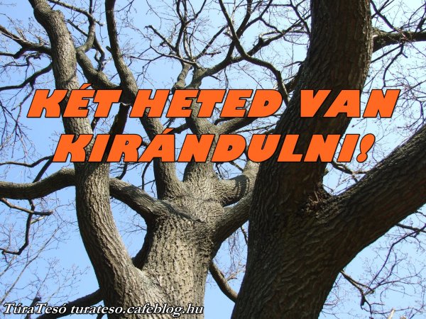 Novemberben potyognak a levelek